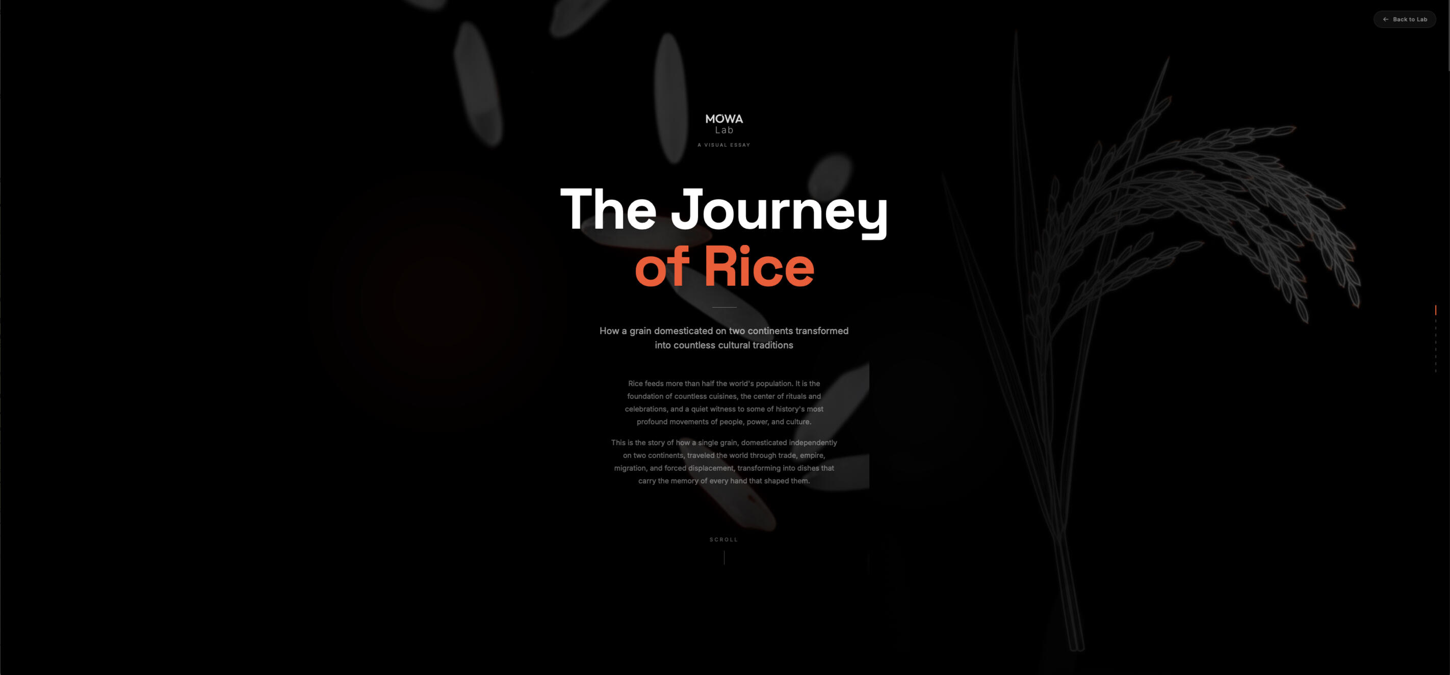 The Journey of Rice - Image 1